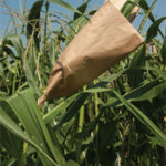 corn-pollination-laxmipaperbag
