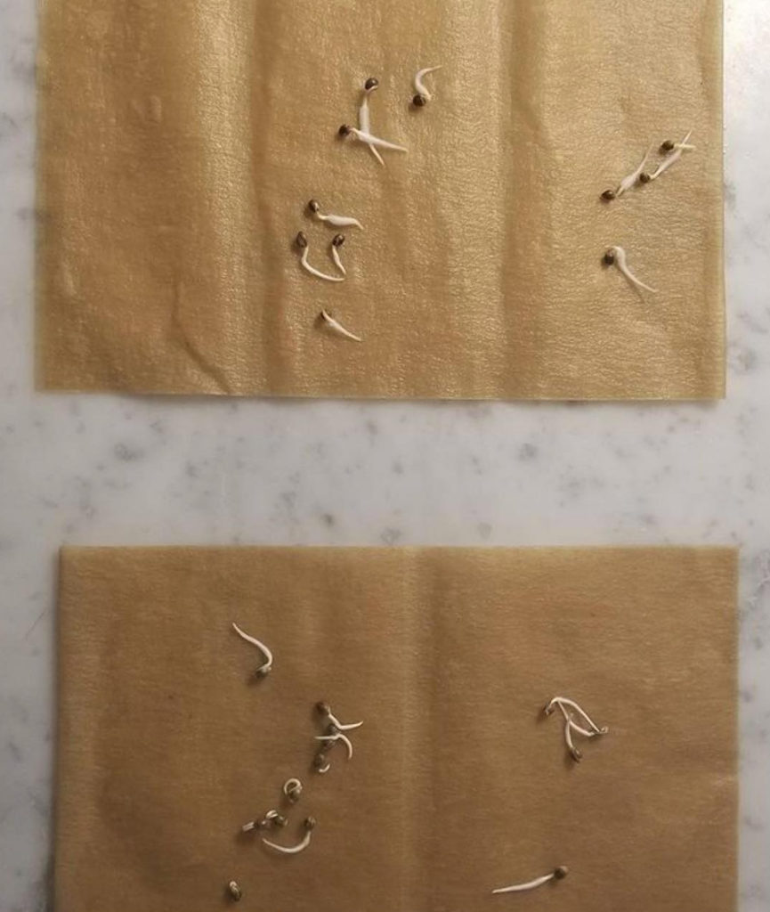 germination paper