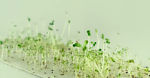 Best quality Seed germination paper